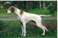 Pedigree FRANZINI QUIZ Pedigree FRANZINI QUIZ